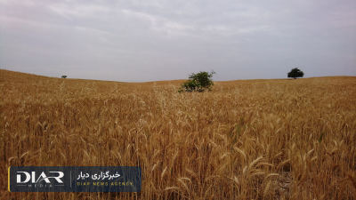 گندمکاران در آستانه کشت پاییزه؛ ۱۸ هزار میلیارد تومان طلب خرید تضمینی پرداخت نشده